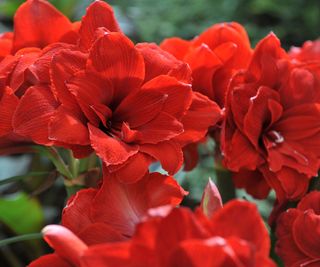 Double Dragon amaryllis showing red flowers