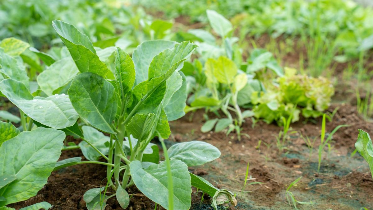 A close-up of a vegetable patch