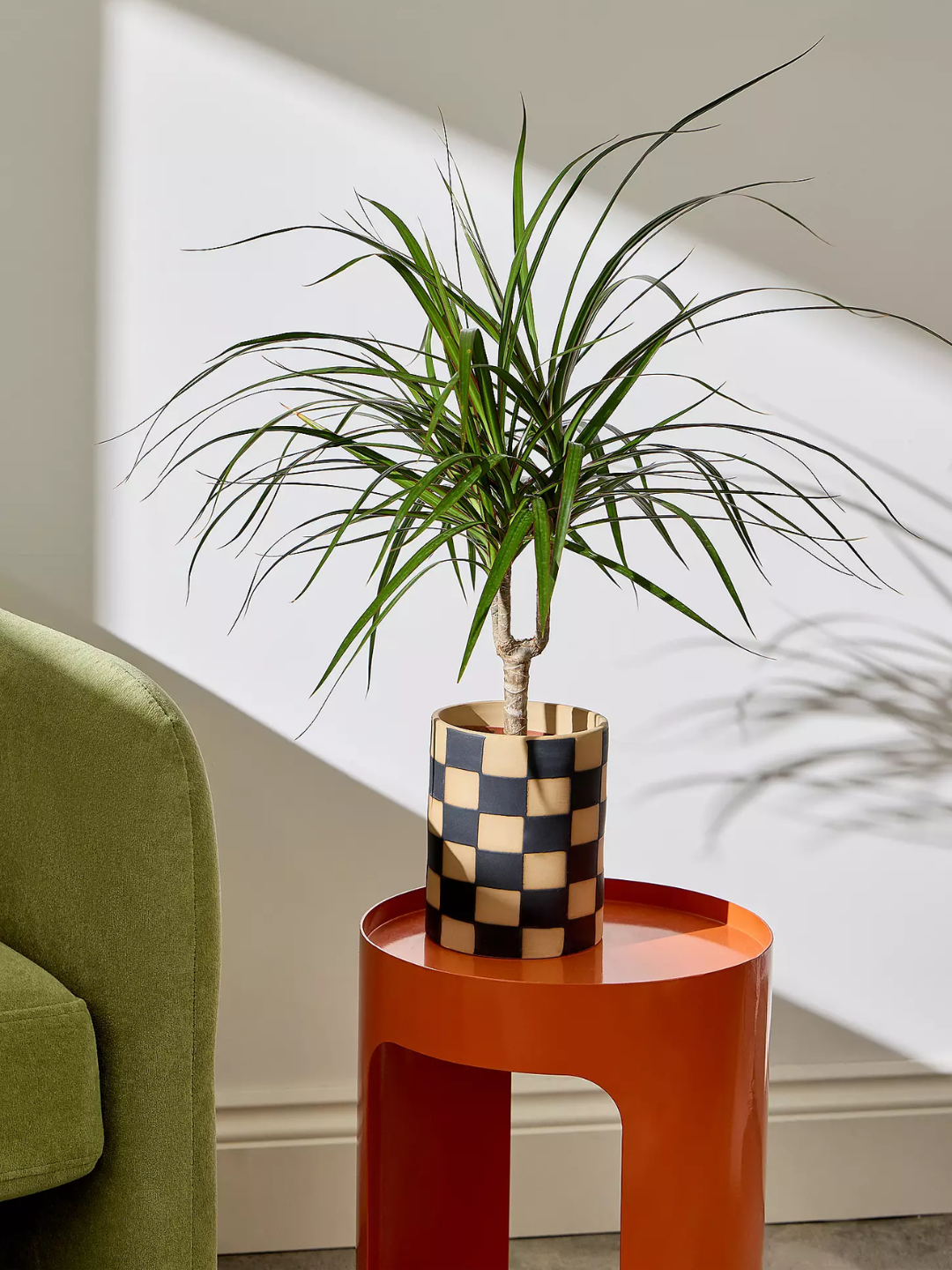 A medium dragon plant from Urban Outfitters x Hello Houseplants