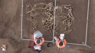 An aerial view of a excavation site containing horse skeletons. 