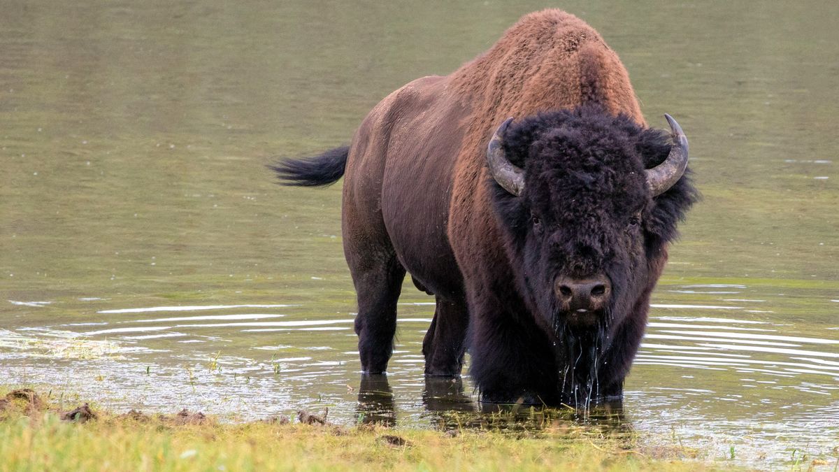 Bison wallowing in Yellowstone River, Yellowstone National Park, Wyoming, USA