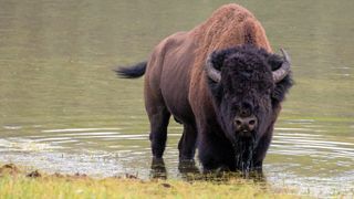 Bison wallowing in Yellowstone River, Yellowstone National Park, Wyoming, USA