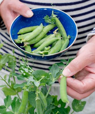 harvesting shelling peas in June when young and sweet