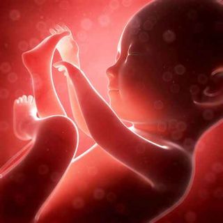 human fetus illustration