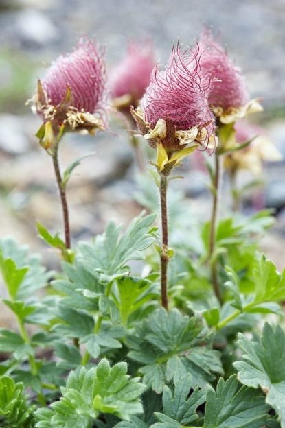 Pink Tinted Geum Reptans