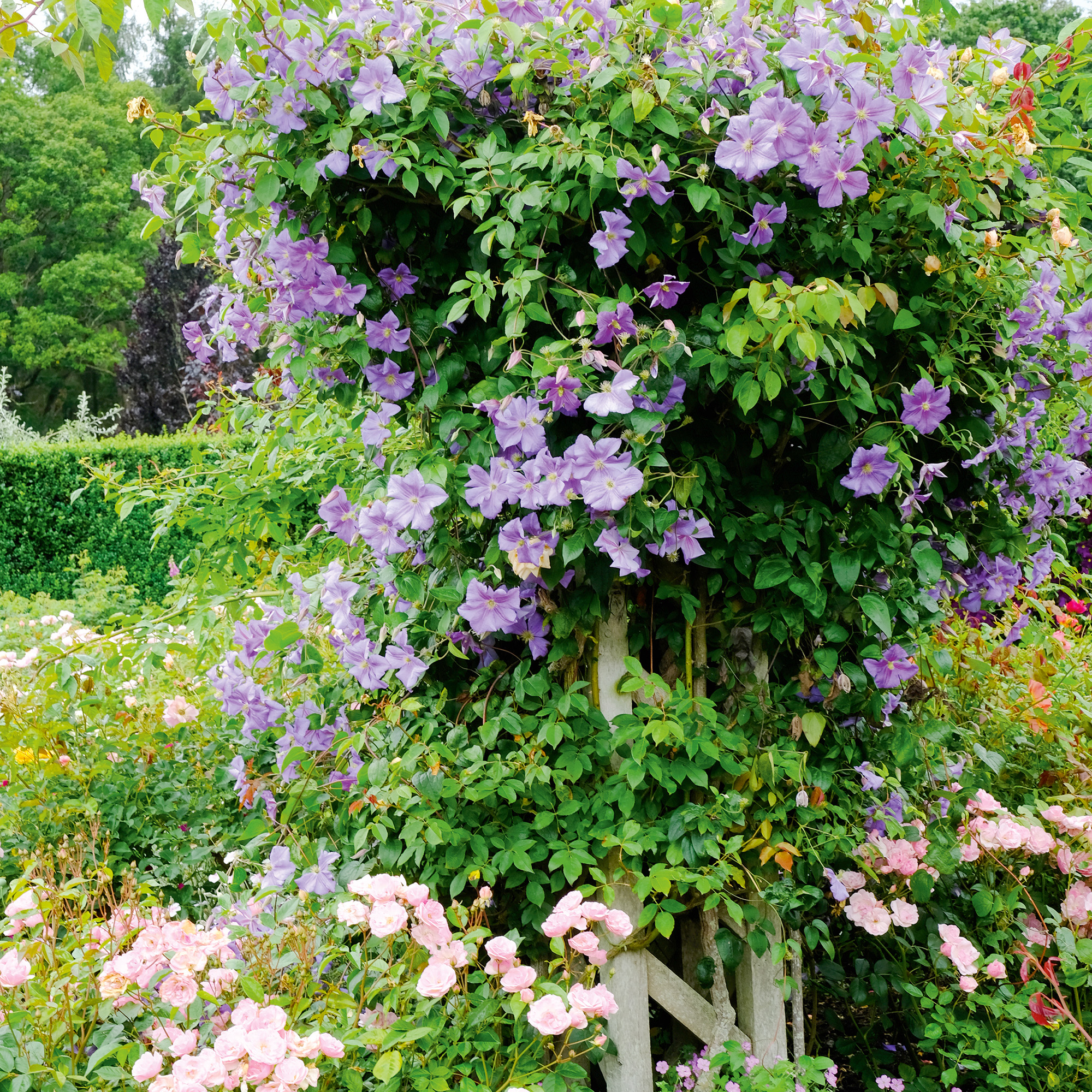 scented climbers in a cottage style garden