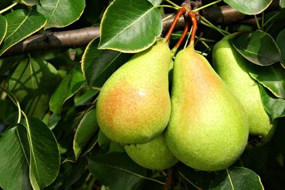 Pear Tree Full Of Fruits