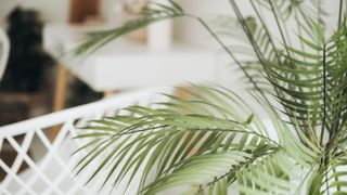 Aerca palm in the corner of a room