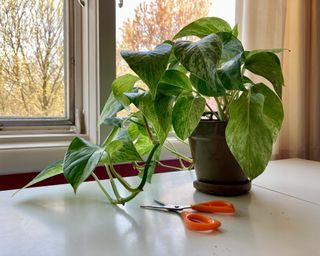 Pothos plant and scissors on a desk