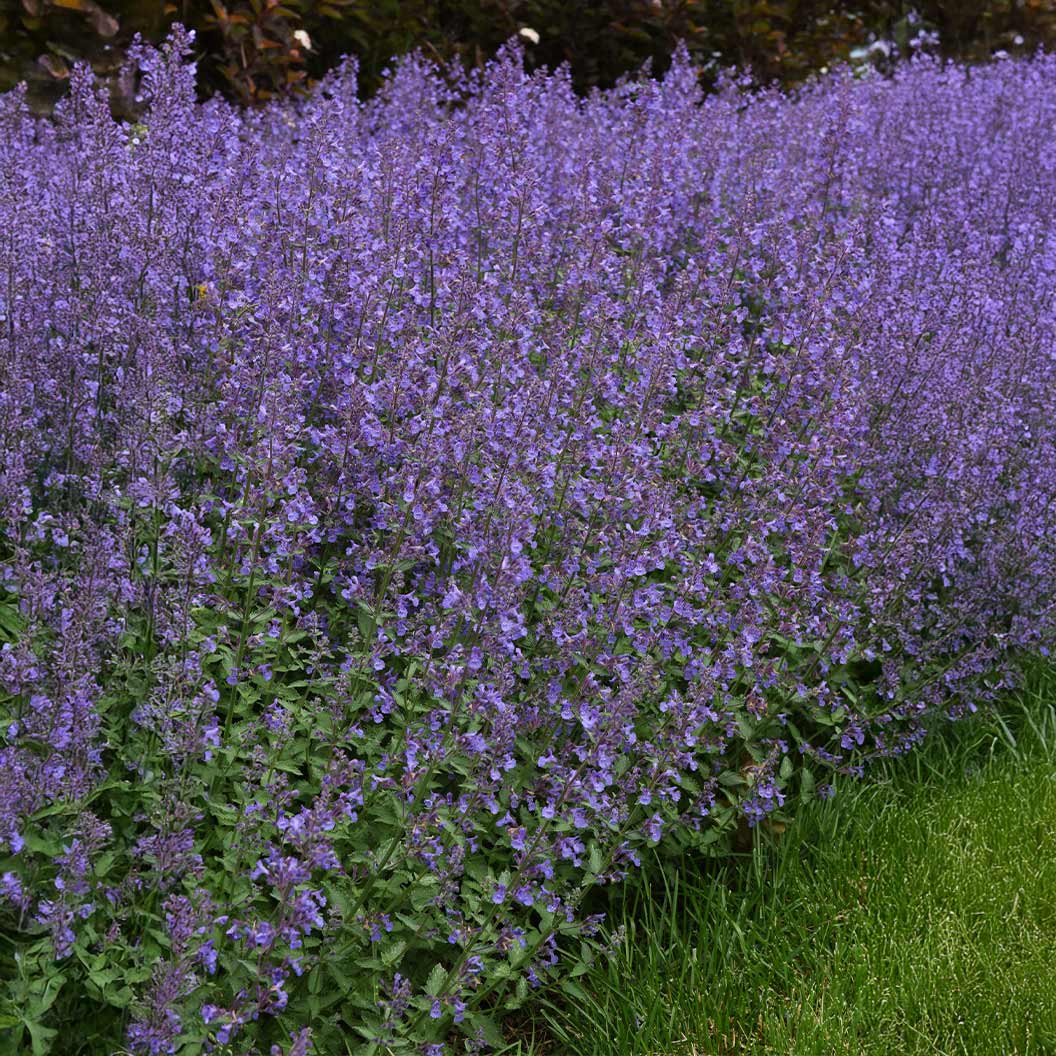 Better Versions&amp;reg; Junior Walker&amp;trade; Nepeta Plant