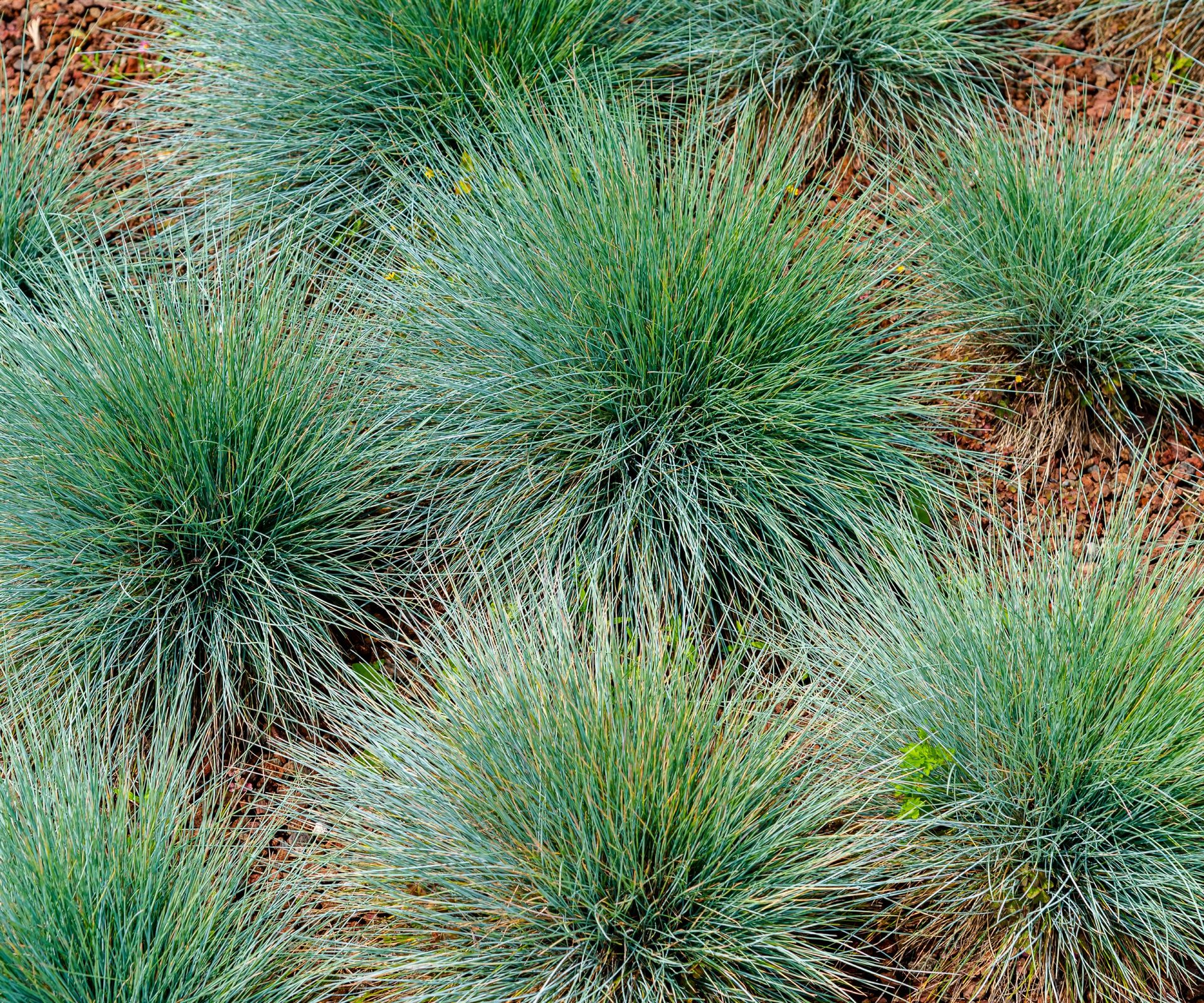 Several clumps of blue fescue grass