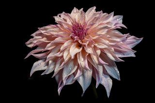 GuruShots - Flower Spotlight