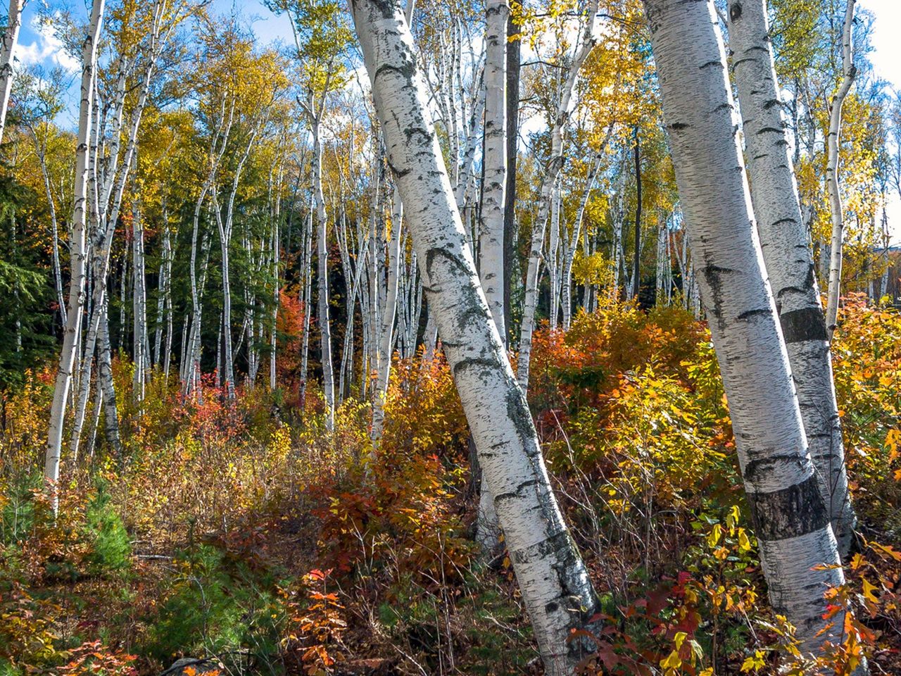 Tall Skinny Autumn Trees