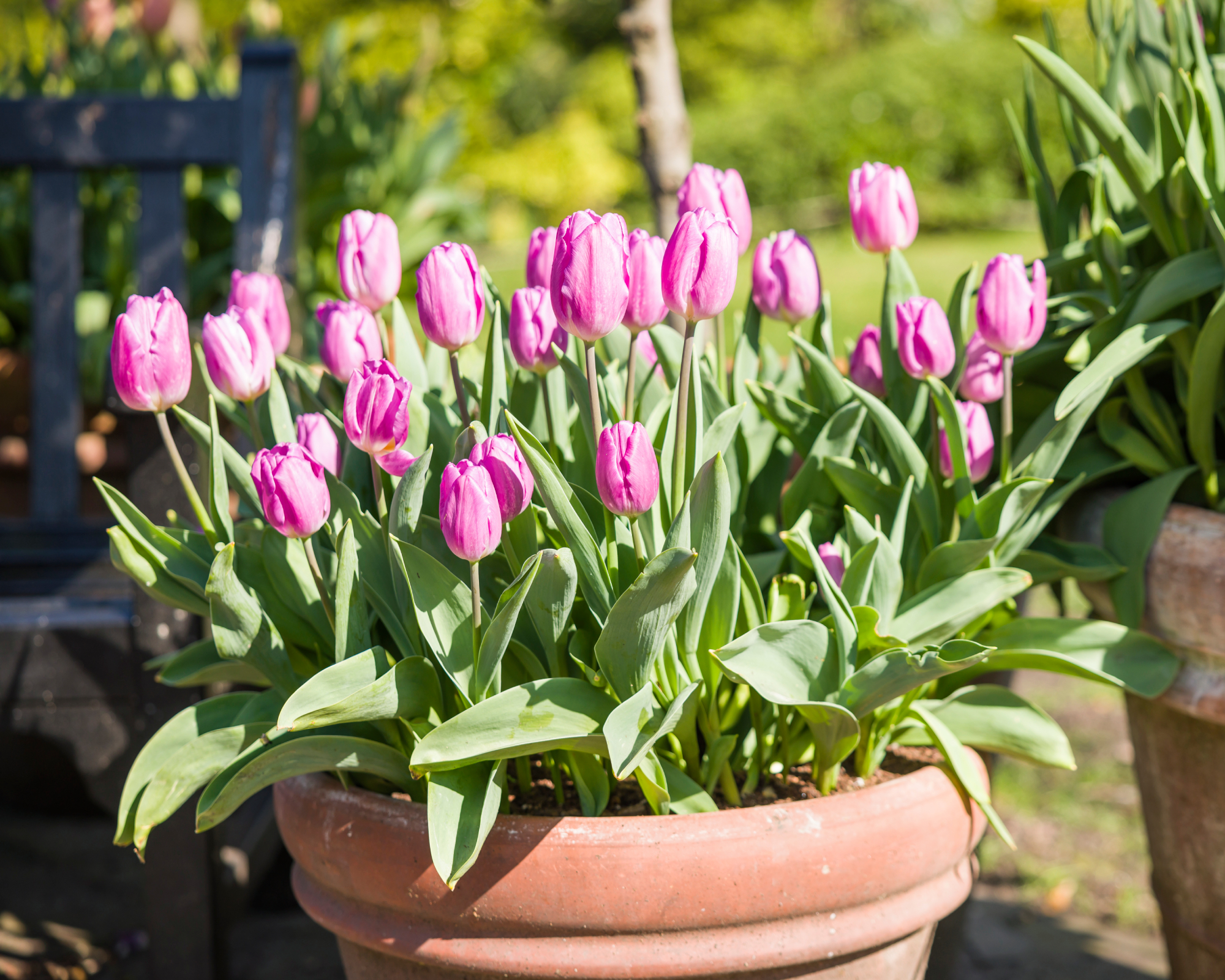 Closeup on tulips in a pot