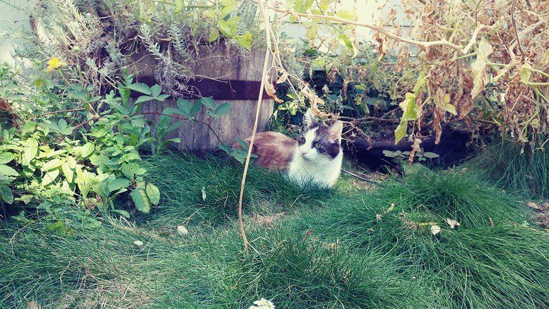 Fairy Garden Cat shot with one of the eight included filters.