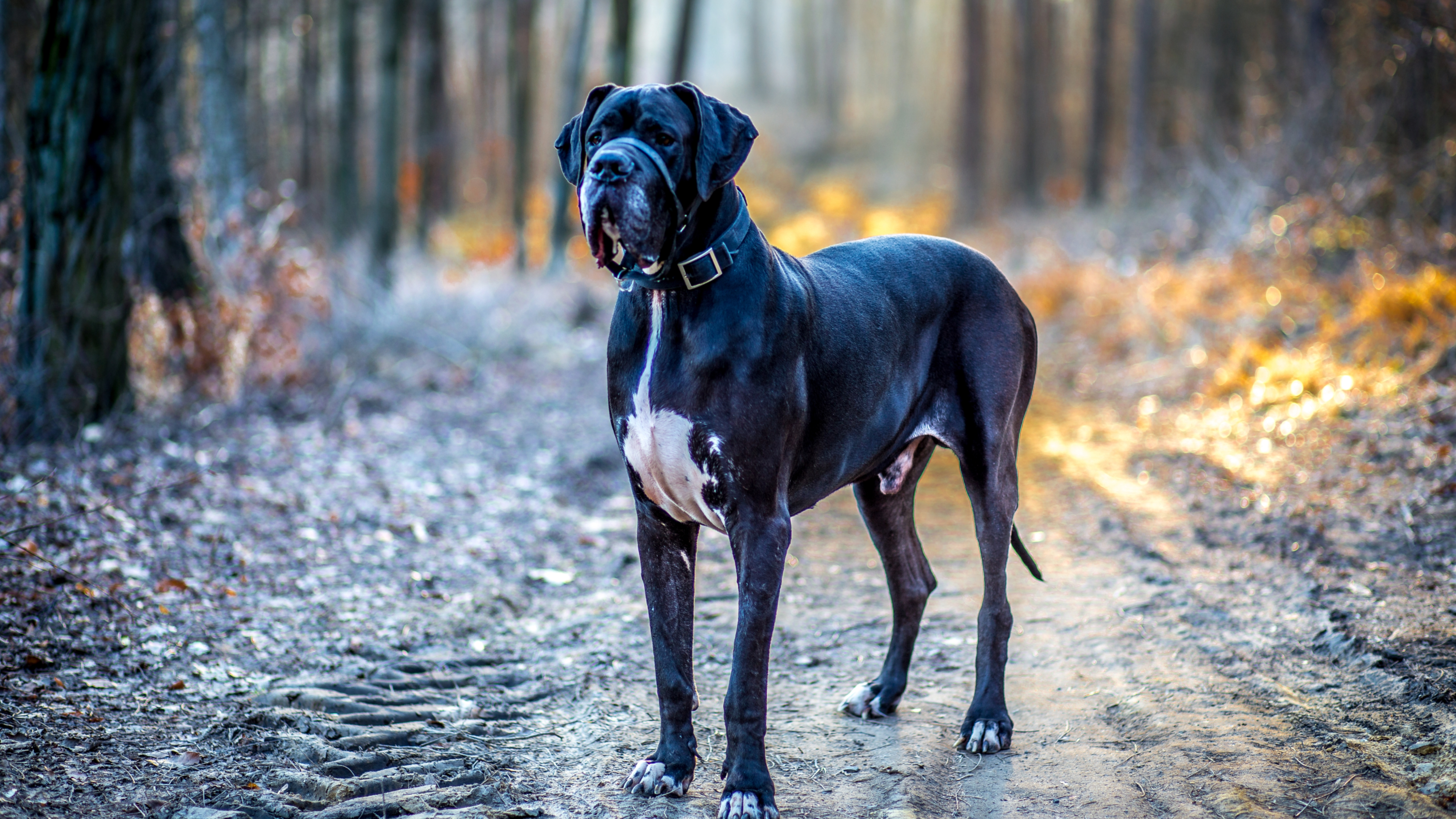 Great Dane