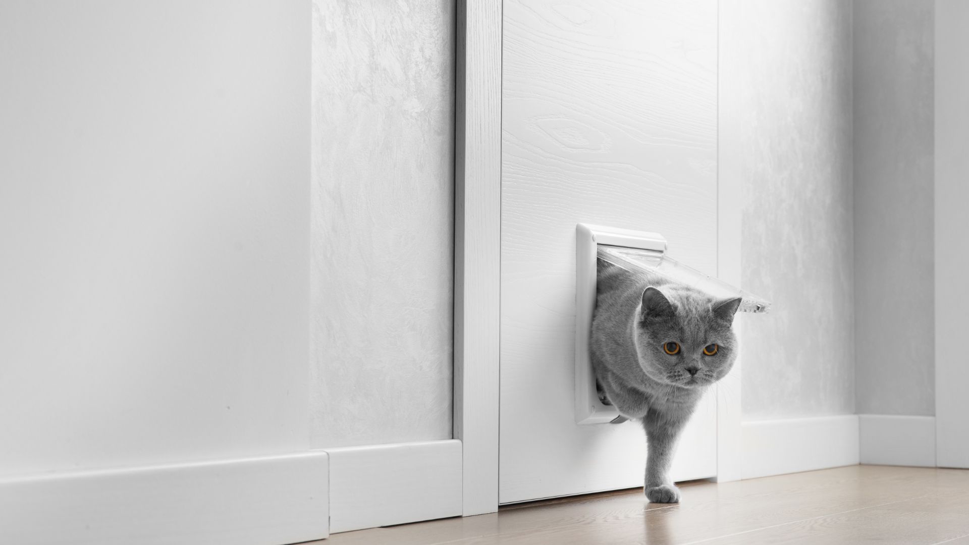 british shorthair cat walking in through cat flap