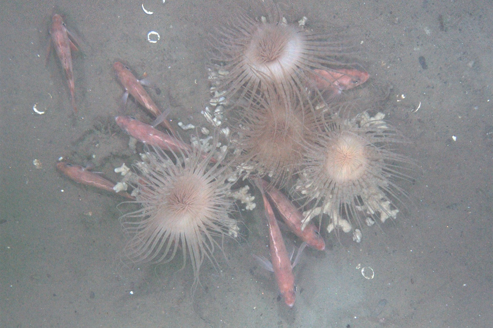 habcam, ocean habitat, marine life images