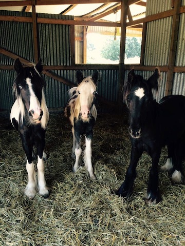 Henry (centre) was left behind at three months old when his mother was moved off a field