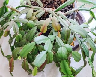 Christmas cactus with early signs of root rot