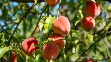 Ripe fruit on a peach tree