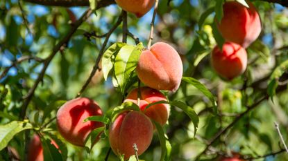 Ripe fruit on a peach tree