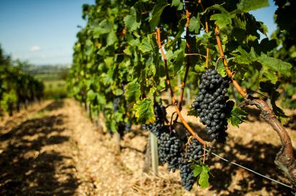 Grapes on a vine in Bordeaux