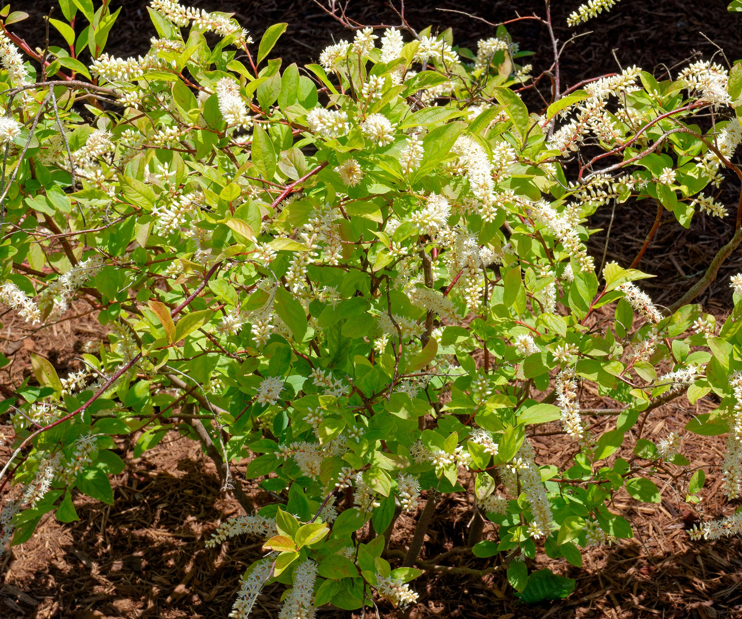 Virginia Sweetspire 'Little Henry' shrub in garden