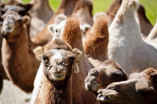 There aren't mountain mountain bike races where you'll see camels.