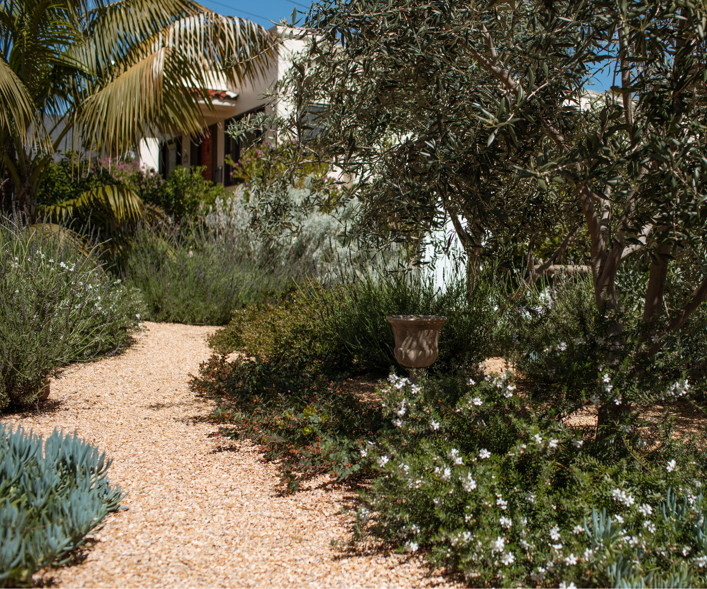 gravel landscaping with path through planting including succulents and trees