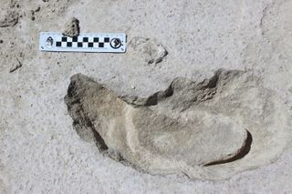 A human footprint inside of a sloth track. This composite track is part of a trackway in which a human appears to have stalked a sloth. The sloth prints were between nearly 12 and 22 inches (30 and 56 centimeters) long.