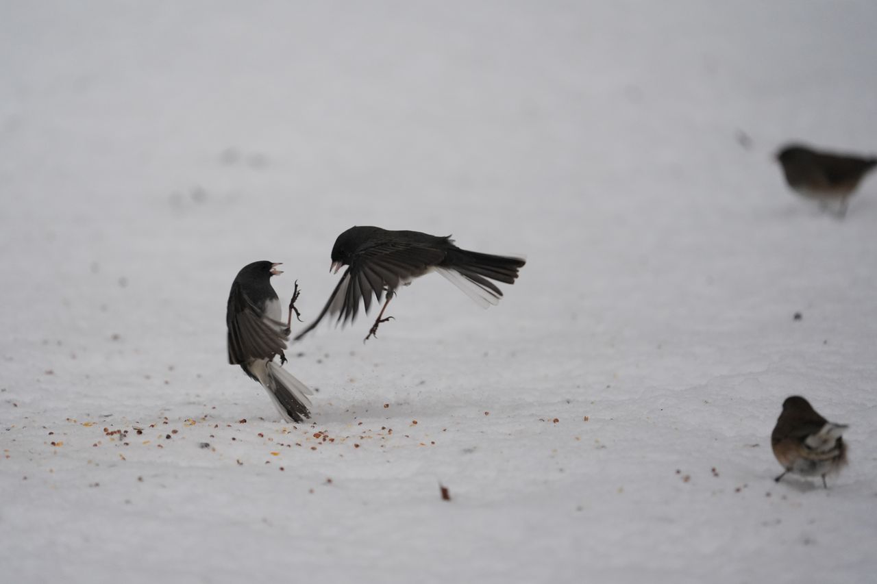 A bird photo taken with the Sony A7 V and FE 200-600mm f/25.6-6.3 G OSS
