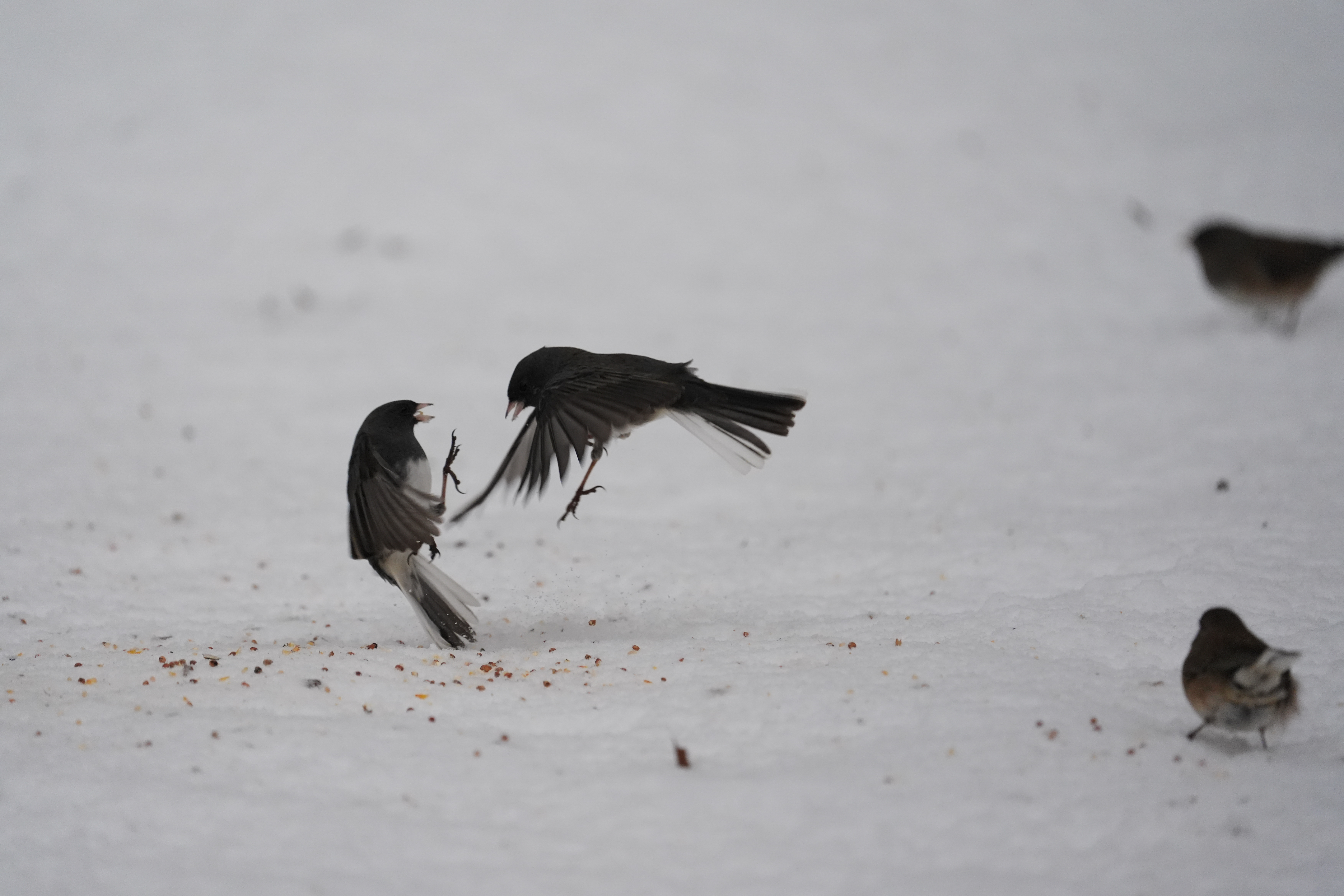 A bird photo taken with the Sony A7 V and FE 200-600mm f/25.6-6.3 G OSS