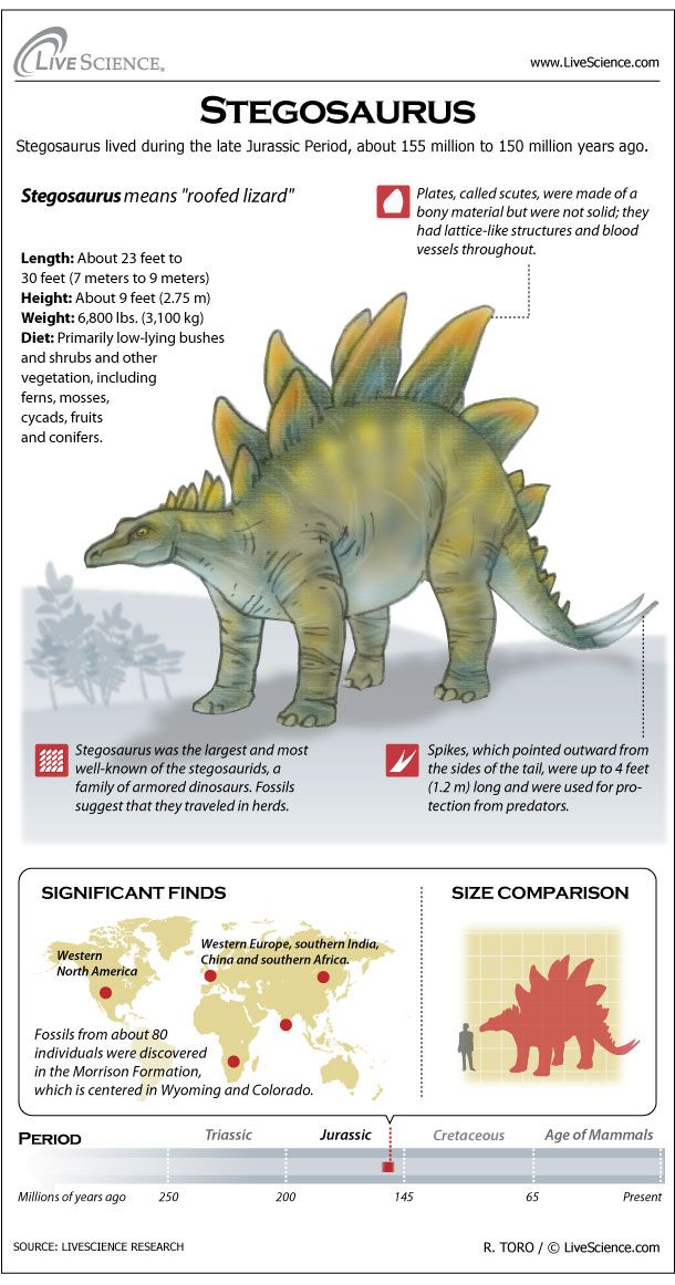 le stegosaurus