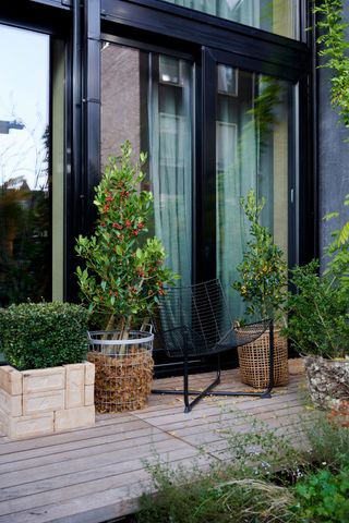 a holly tree in a planter