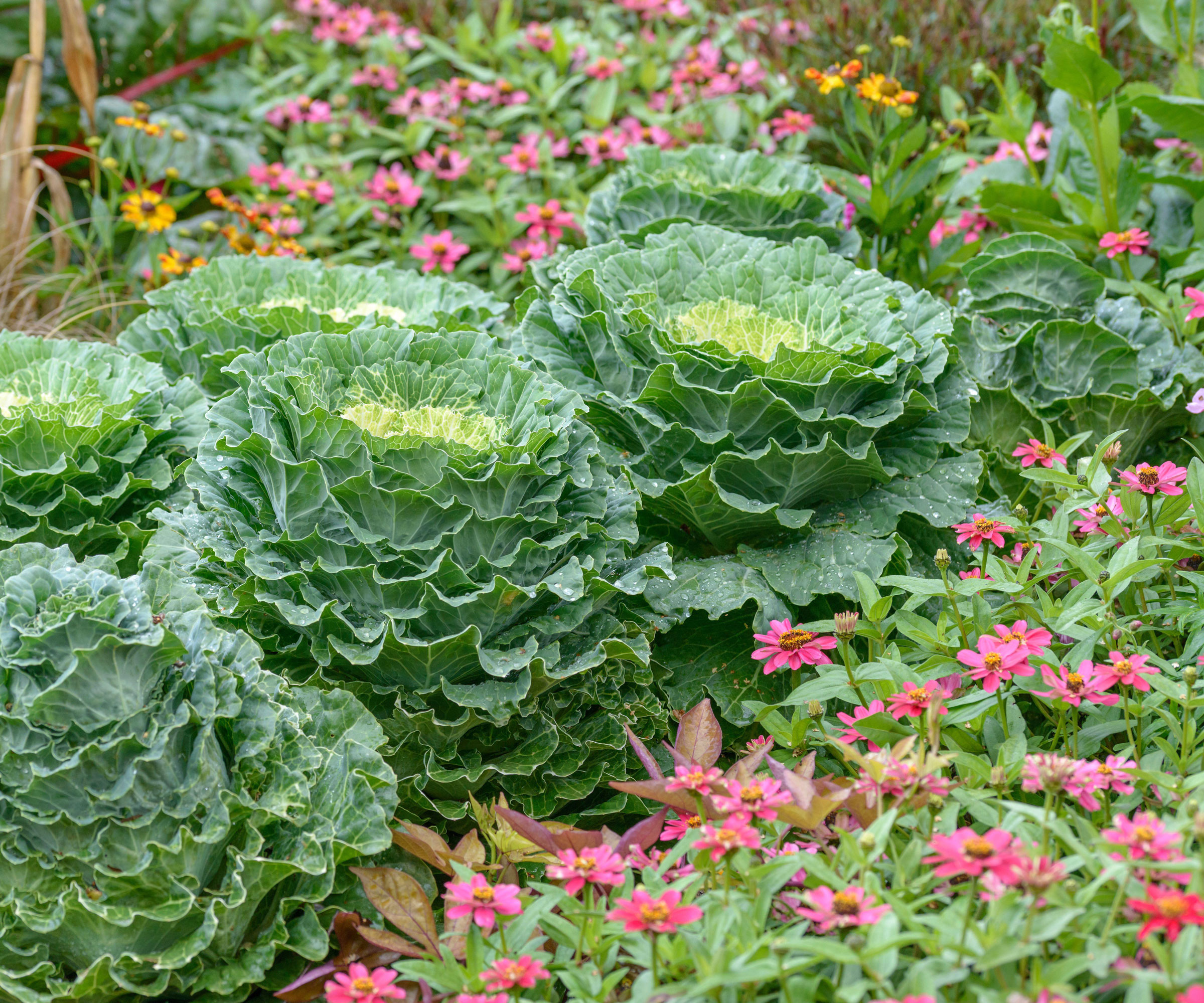 ornamental cabbages in garden bed with pink flowers