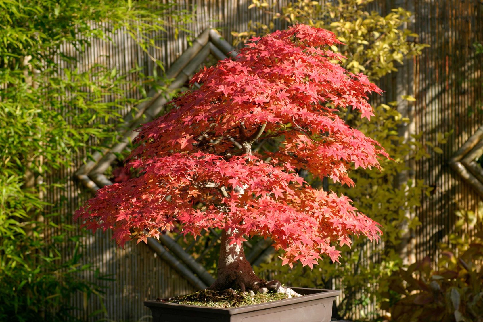 How to grow acers follow our tips and add yearround interest to your