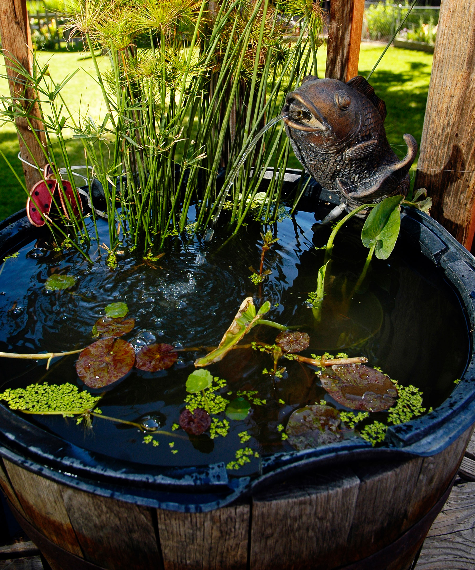 micropond design with planting and accessories