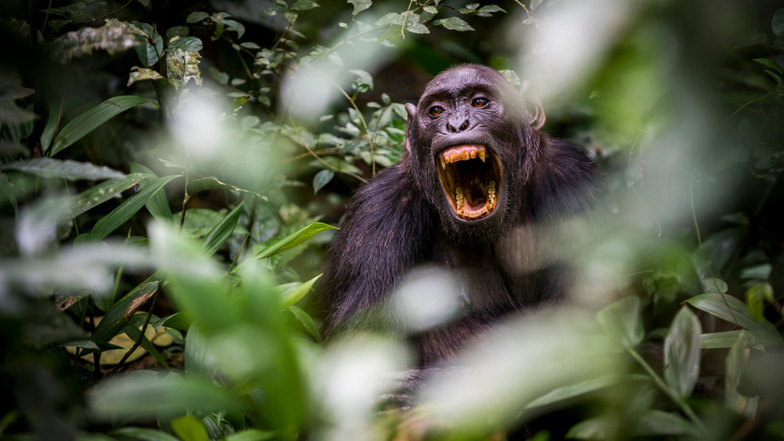 Chimpanzee from Kibale National Park screams in center frame..