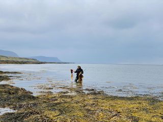 Julia Lohmann collecting kelp in Iceland