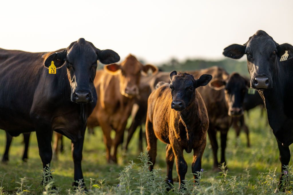 Cattle stand in a field in Quemado, Texas