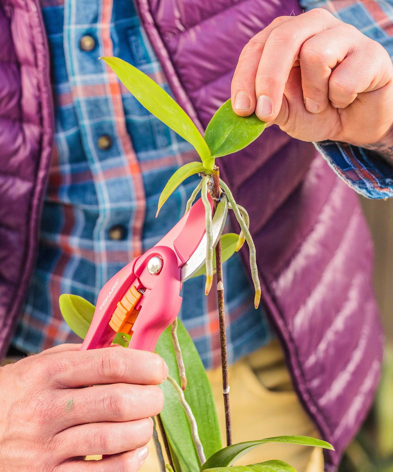 How To Propagate Orchids: Get More Of These Houseplants | Gardeningetc