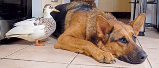 Duck and Dog