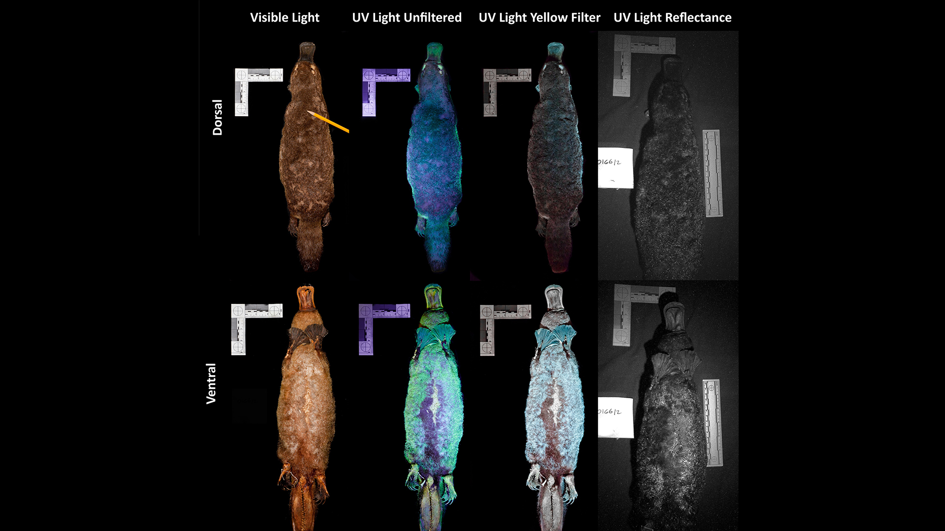 A male platypus (Ornithorhynchus anatinus) museum specimen (FMNH 16612) collected from Tasmania, Australia, photographed under visible light and ultraviolet (UV) light without and with a yellow camera lens filter.