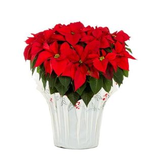 3.5qt Red Poinsettia Live Houseplant White in white pot