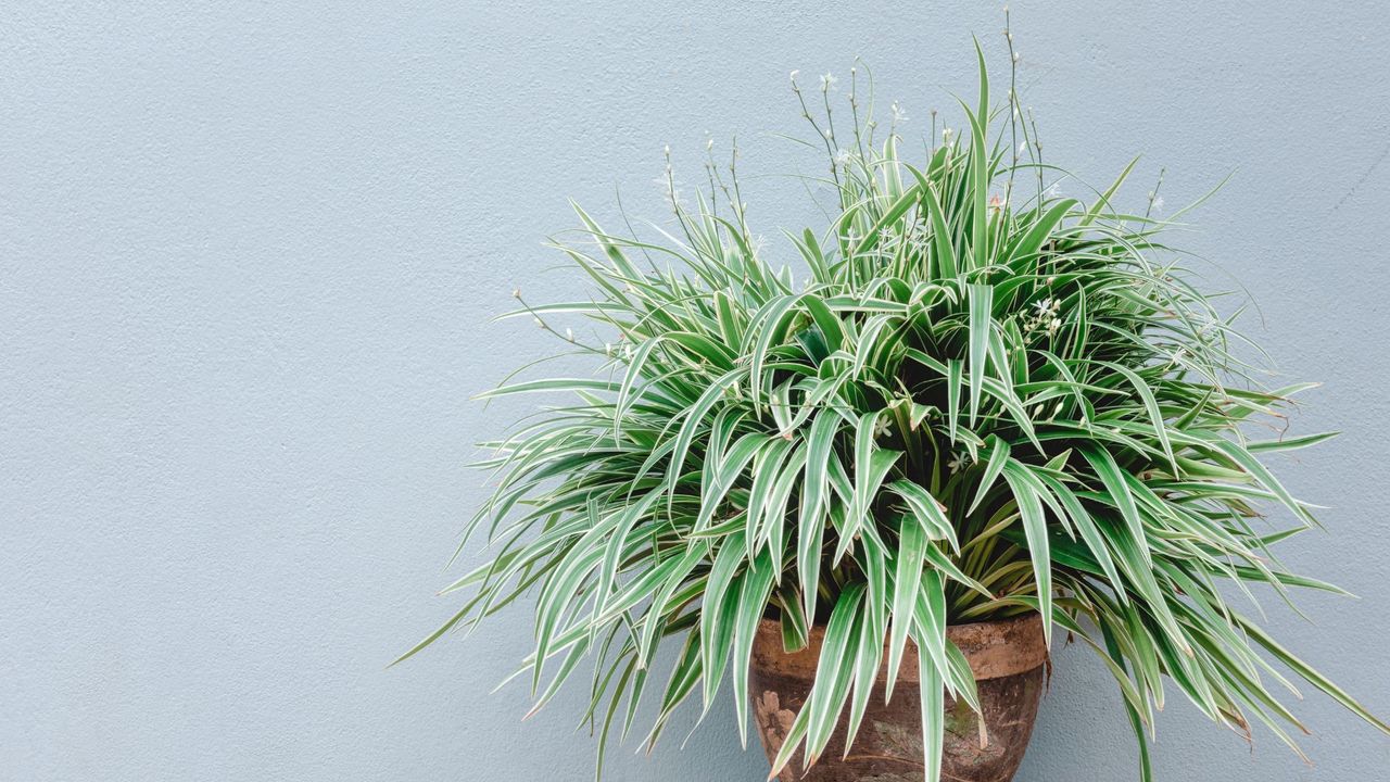 A potted spider plant