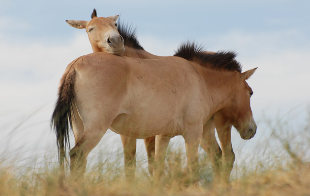 Confidence Przewalski&amp;rsquo;s