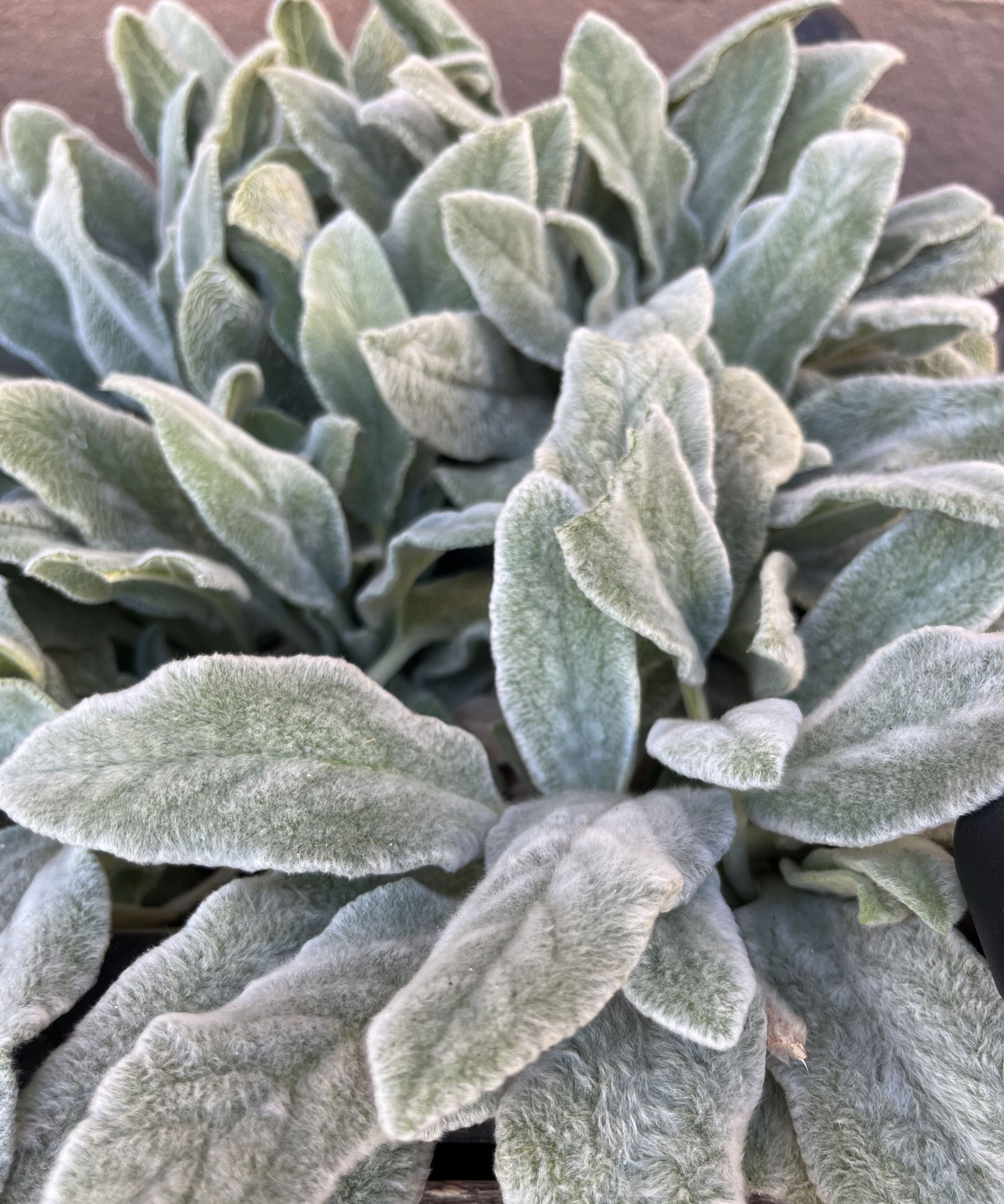 Grow These 5 Fuzzy Leaf Plant Options For Sensory Gardens | Gardening ...