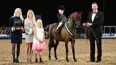 Mini champion Derw Dream Boy stood HOYS supreme pony last year. The HOYS 2025 supreme judge will be Lisha Leeman.