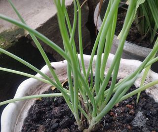 leek seedlings in white pot